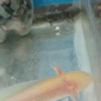 ماهی گوشتخوار|ماهی|الوند, |دیوار