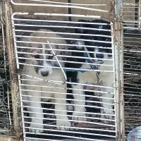 سگ  قدرجونی