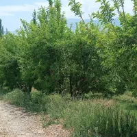 باغ|فروش دفتر صنعتی، کشاورزی، تجاری|بروجرد, |دیوار