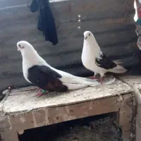 دوکت تهرانی