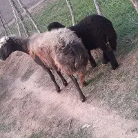 یک عدد گوسفند بره دار ویک ماده شیشک جنس|حیوانات مزرعه|مینودشت, |دیوار