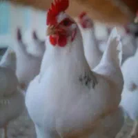 کود مرغ گوشتی