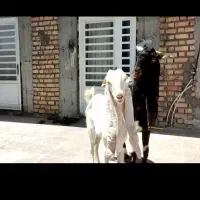 نری گلابی و کاموری و پتیری