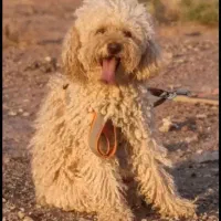 پودل ماده|سگ|شیراز, وزیرآباد|دیوار