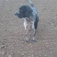 سگ‌ شکاری المانی|سگ|مینودشت, |دیوار