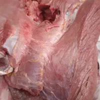 گو.شت. چرخی.وخورشتی|خوردنی و آشامیدنی|هشتگرد, هشتگرد قدیم|دیوار