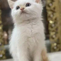 سرپرستی فوری گربه بریتیش