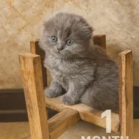 گربه نژاد اسکاتیش فولد