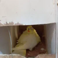 عروس هلندی روی جوجه .نر تک .کوتوله .نرگسی