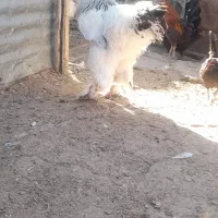 خروس برهما لایت