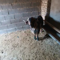 بز بزغاله نربز|حیوانات مزرعه|قرچک, داوود آباد|دیوار