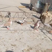 کبوتر|پرنده|شیراز, سفیرشمالی|دیوار