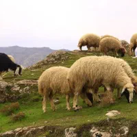 چوپانی در ترکیه نزدیک ایران