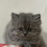 گربه (پرشین بریتیش)|گربه|بندرعباس, |دیوار