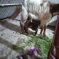 یک عدد بز با کره ماده قیمت ۱۲ تومن