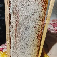 عسل صدرصد طبیعی