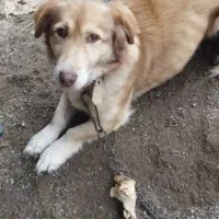 سگ پاکوتاه ماده|سگ|گرگان, |دیوار