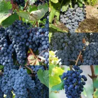 پخش ارقام نهال پیوندی میوه یکساله و دوساله