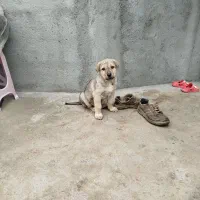 توله پژدر درجه یک