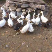 فروش فوری تعدادی اردک و بوقلمون به فروش میرسد|حیوانات مزرعه|رضوانشهر, |دیوار