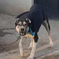 سگ نگهبان وگله|سگ|نوشین شهر, |دیوار