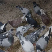 بله کبوتر سوراخ