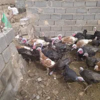 بوقلمون مولد اصیل سینه پهن انگلیسی