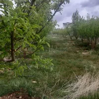 ۴۱۷مترباغ سیب با حق آب درختانبارده