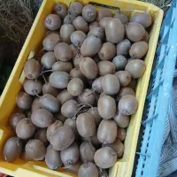 کیوی درشت ۳۰کیلو|خوردنی و آشامیدنی|تالش, هشتپر|دیوار