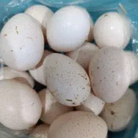 تخم بوقلمون برنز امریکایی