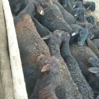 خرید وفروش گوسفند افشاری میش وبره ماده وبره نر|حیوانات مزرعه|بروجرد, |دیوار