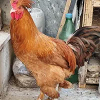 مرغ و خروس کاکلی پاپر نژاد دار تزئینی