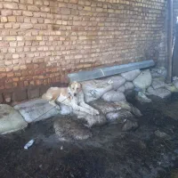 سگ سرابی گله ای