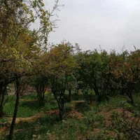باغ 2500 متری با اب کشاورزی وبرق شخصی مناسب گلخانه|فروش زمین و ملک کلنگی|نجف‌آباد, |دیوار