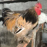 خروس کوشین|حیوانات مزرعه|درگهان, |دیوار