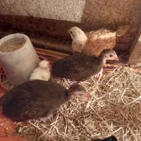 جوجه سیساک ۴۰ روزه دونه ی ۲۰۰