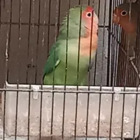 کوتوله|پرنده|میبد, |دیوار