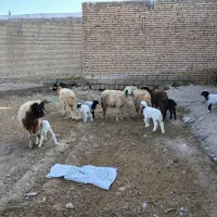 بره نر و ماده گوسفند بز|حیوانات مزرعه|شوش, |دیوار