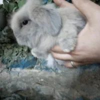 بچه خرگوش لوپ اصل