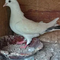 کبوتر ماده