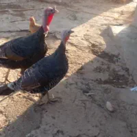 دوعدد بوقلمون نروماده هستن