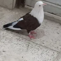 دو عدد کبوتر