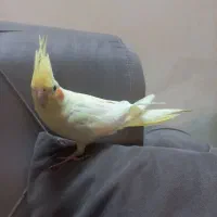 عروس هلندی|پرنده|تهران, دانشگاه شریف|دیوار