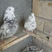 کبوتر|پرنده|مبارکه, |دیوار