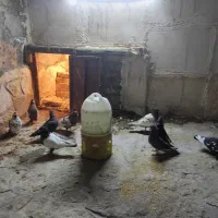 کفتر رنگه معاوضه