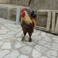 خروس برهما دهگلان