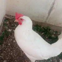 مرغ سفید ۴ عدد دانه ای یک میلیون