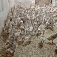 جوجه بوقلمون بوربون (نیمچه)