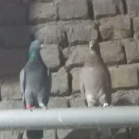 کفتر زردی همه باهم یک تومان