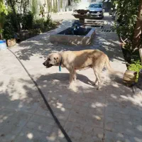 واگذاری سگ سرابی ماده|سگ|چهارباغ, |دیوار